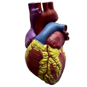 Vintage Anatomical Model of the Human Heart